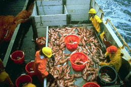 fisherman.jpg (26084 bytes)