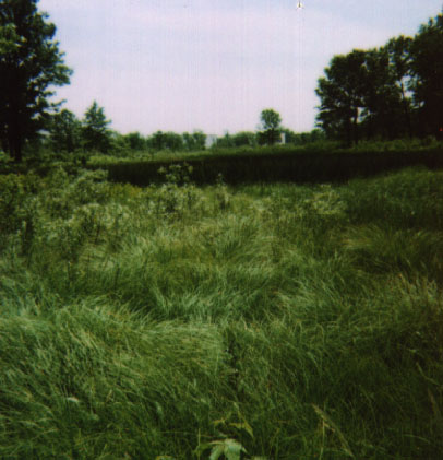moreGrass.jpg (48757 bytes)